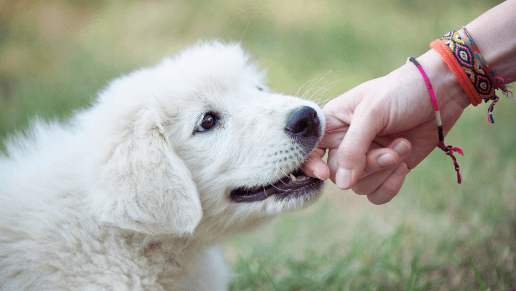 Structured environment to curb puppy biting