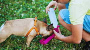 Summer Dog Hydration Tips