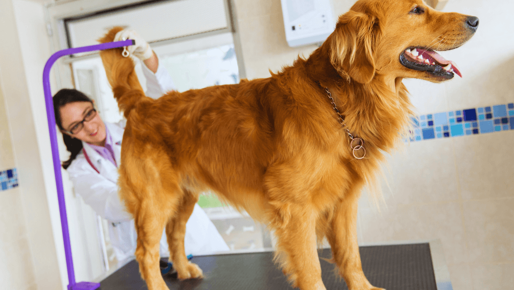 Symptoms of anal gland issues in dogs