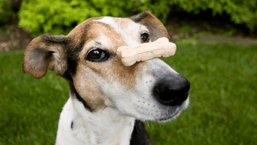 Top picks for the best dog training treats