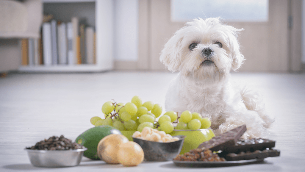 Top rated low fat wet dog foods