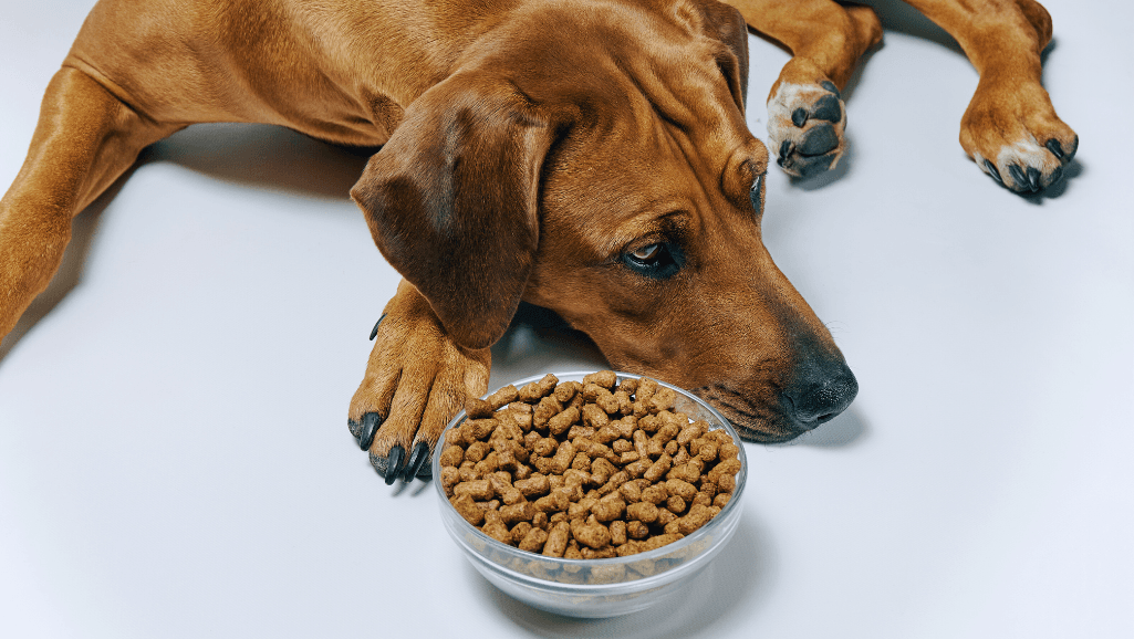 Water Down Kibble