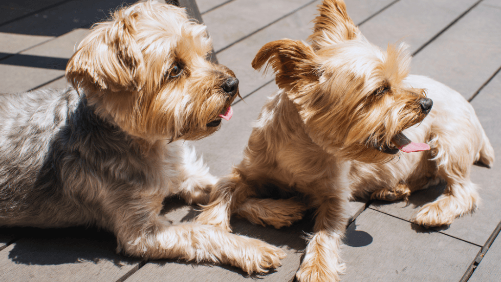 Yorkie bathing tips for a healthy coat