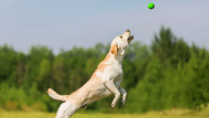 automatic ball thrower