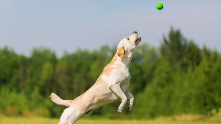Automatic Ball Thrower Dogs: Best for Canine Exercise 1 automatic ball thrower