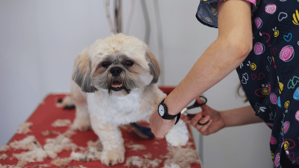 average dog grooming prices by breed