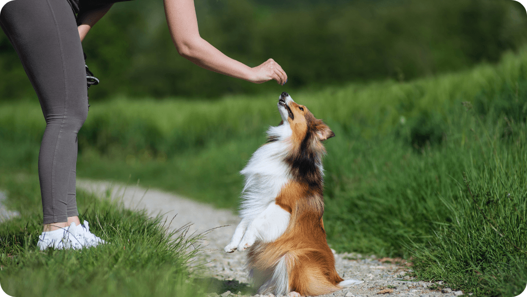 aversive training methods
