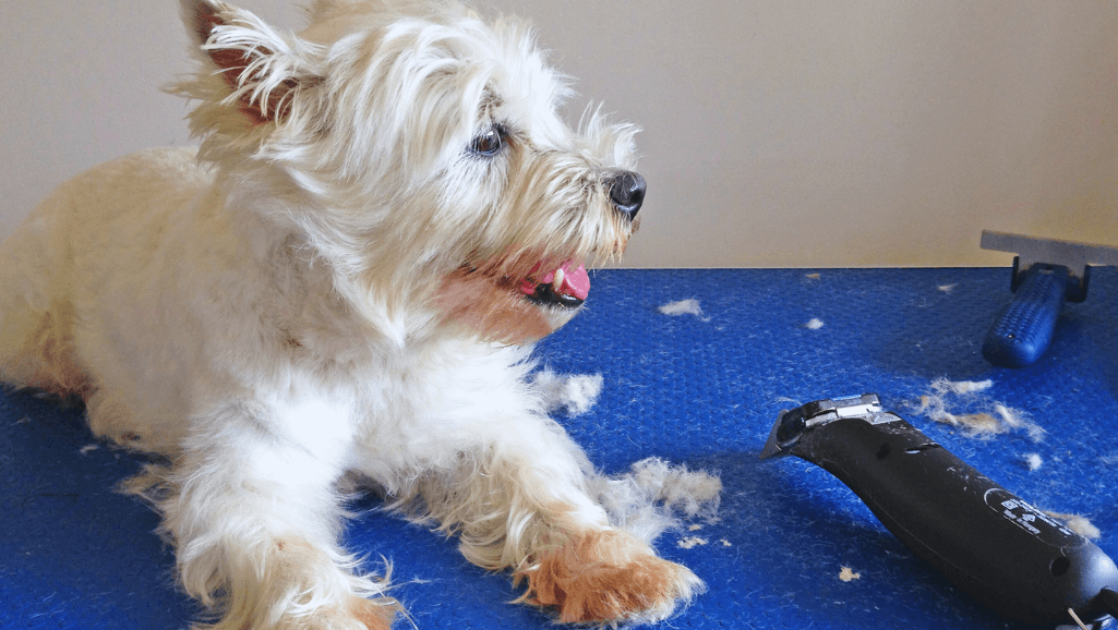 best dog grooming clippers