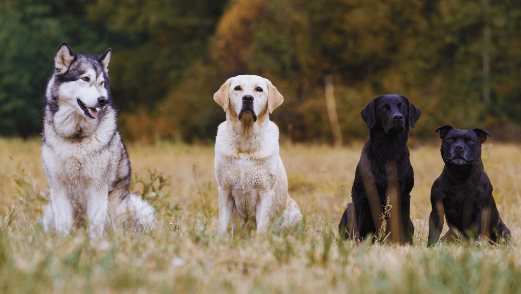 best hypoallergenic dog breeds