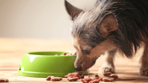 best weight management dry food for dogs