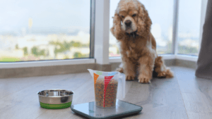 best weight management dry food for dogs