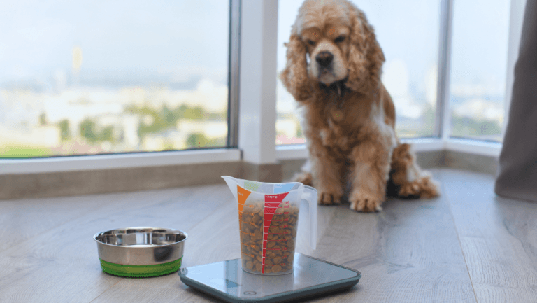 Top Weight Management Dry Dog Food Options 13 best weight management dry food for dogs