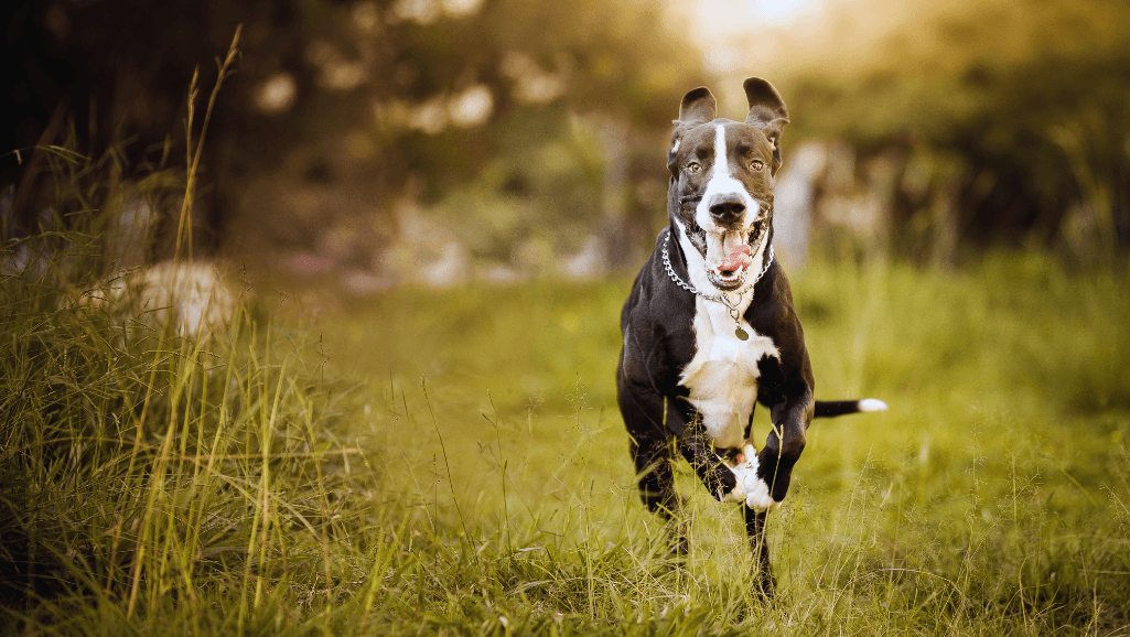 Hypoallergenic Big Breed Dogs That Dont Shed 1 big breed dogs that dont shed