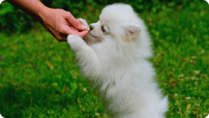 canine behavioral training