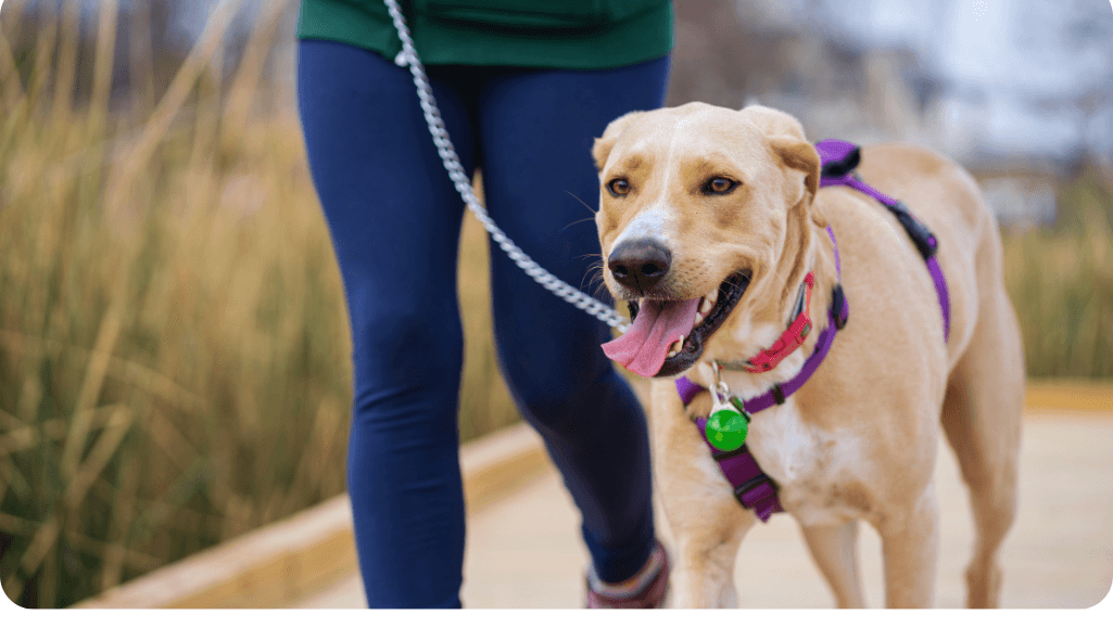 canine behaviorist working with a dog