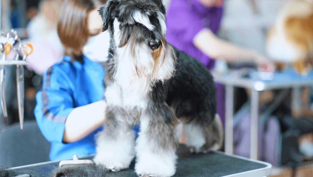 canine grooming cost based on breed