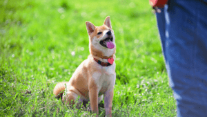 canine scent detection training