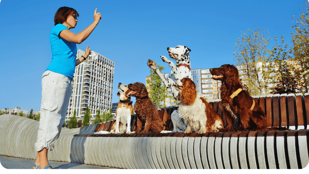 career in training dogs