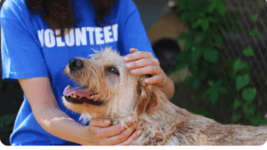 certified animal behaviorist