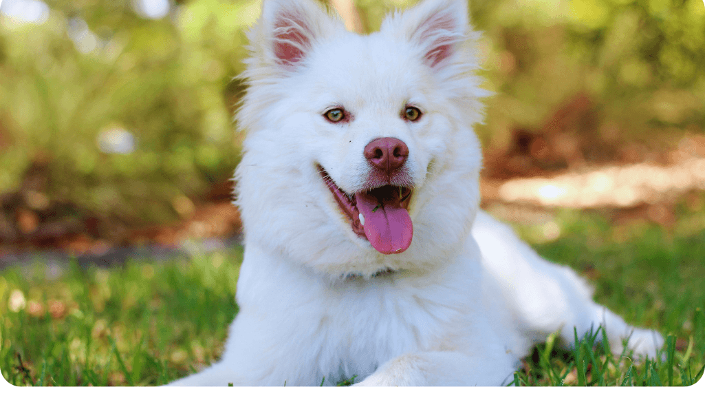 certified animal behaviorist evaluating a dog