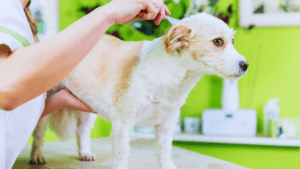 clippers for grooming dogs