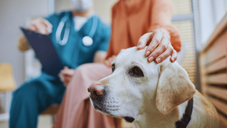 Arthritis and Joint Health: Management, Supplements, and Treatment Options for Dog Health Problems 75 dog Arthritis and Joint Health