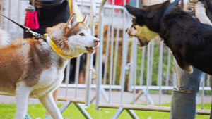 dog aggression training