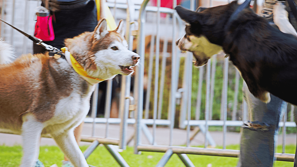 dog aggression training