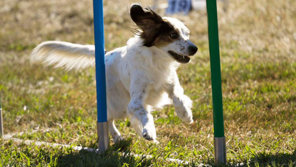 dog agility course safety tips