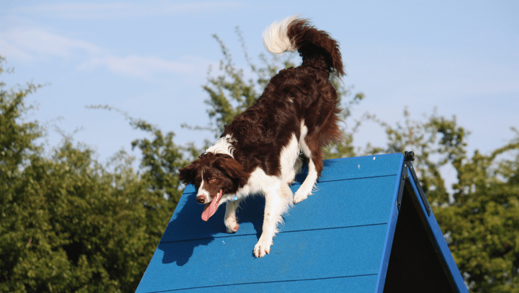 dog agility equipment in a pooch playground