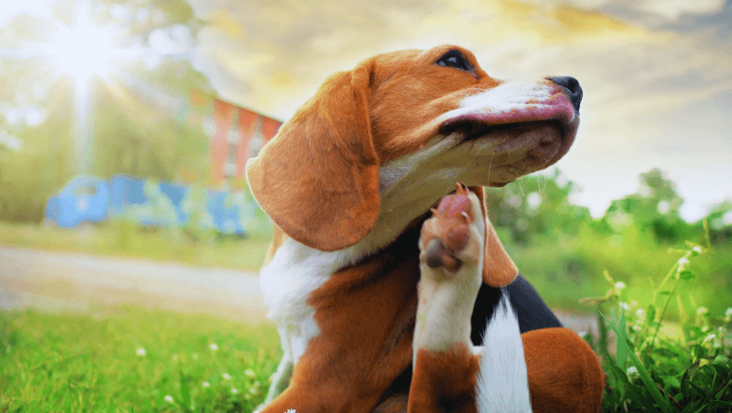 dog body language communication