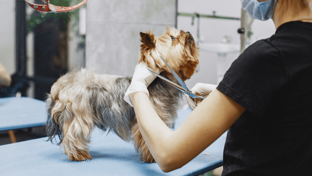 dog-breed-haircuts