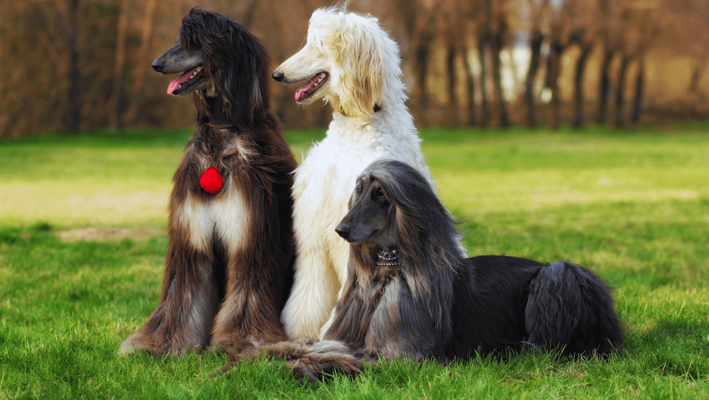dog breeds and their unique characteristics