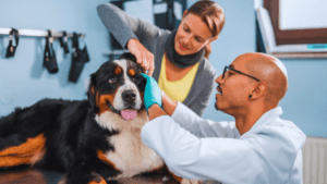 dog ear infection cure home remedy