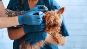 dog ear infection treatment
