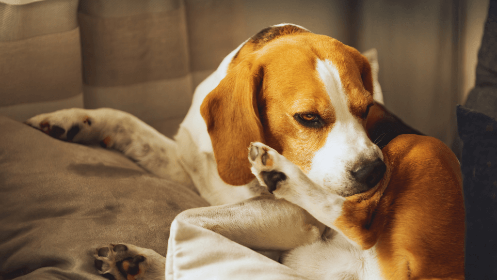 Best Dog Food for Dogs with Allergies Guide 1 dog food for dogs with allergies