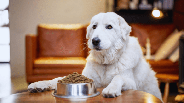 Best Dog Food for Sensitive Skin: Top Choices 79 dog-food-for-sensitive-skin