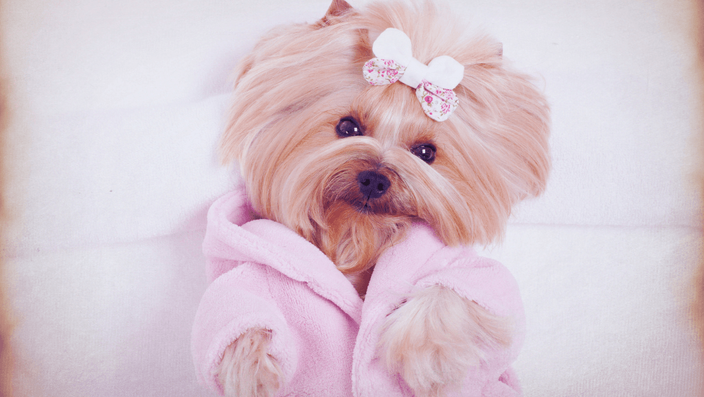 dog grooming price comparisons