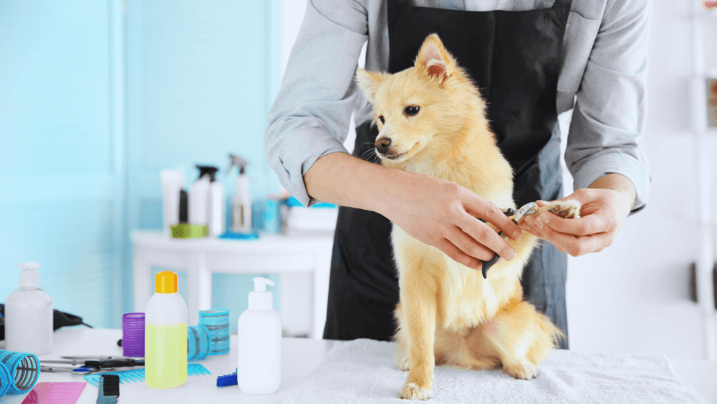 dog grooming services price list