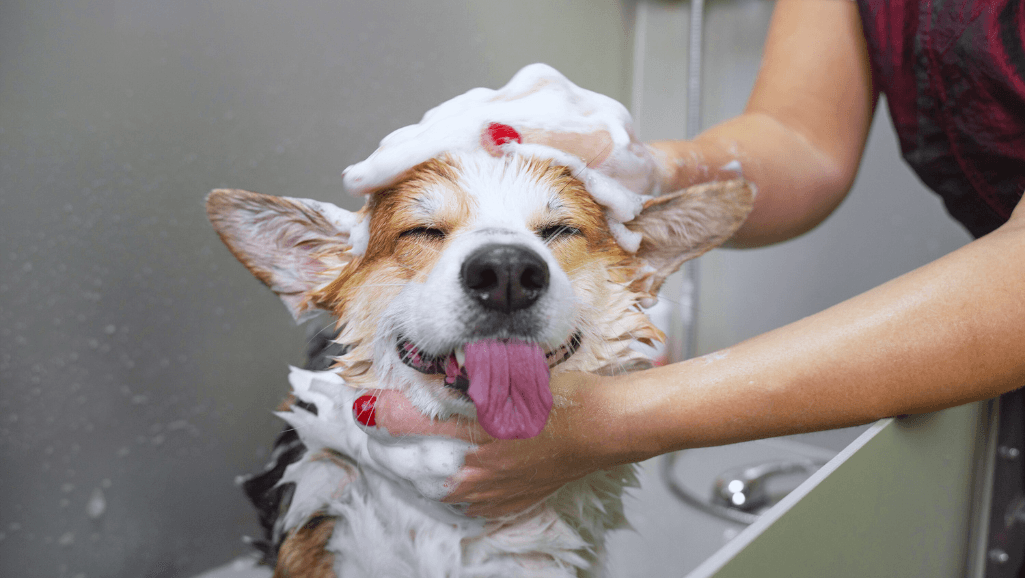 dog grooming styles guide