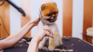 dog grooming styles guide