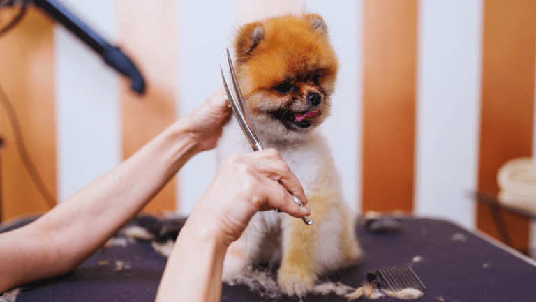 Discover Fabulous Dog Grooming Styles Guide 95 dog grooming styles guide