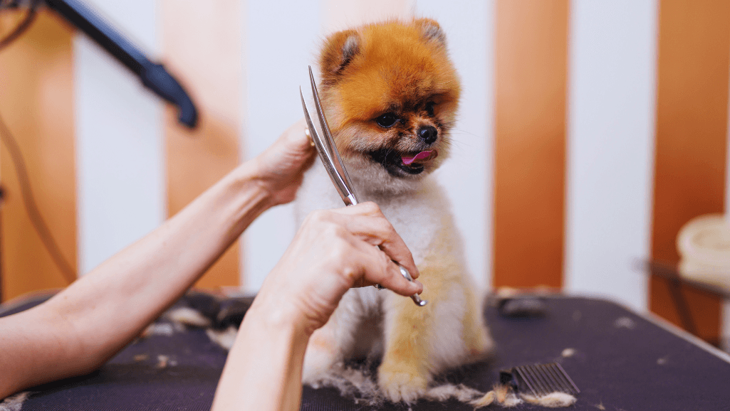dog grooming styles guide