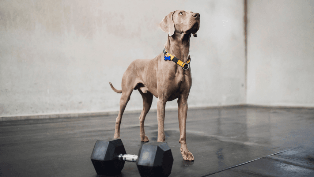 dog performing strength training exercises
