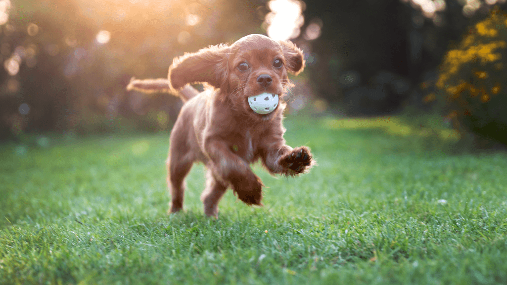 dog playing with automatic ball thrower