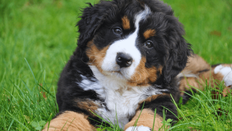 Understanding Dog Psychology: Canine Behavior Insights 89 dog psychology
