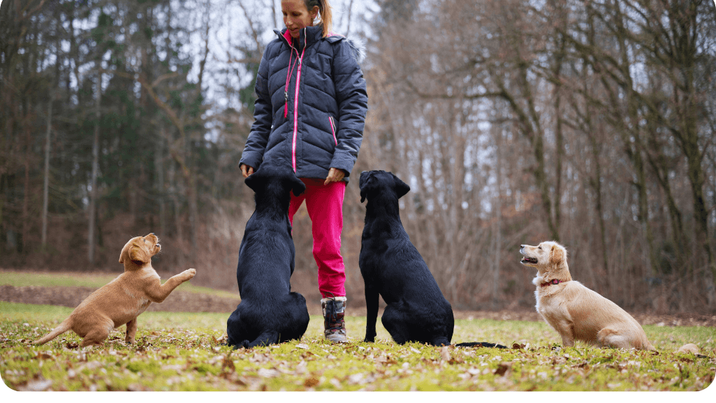 dog trainer certification programs