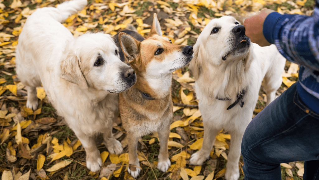 dog training treats