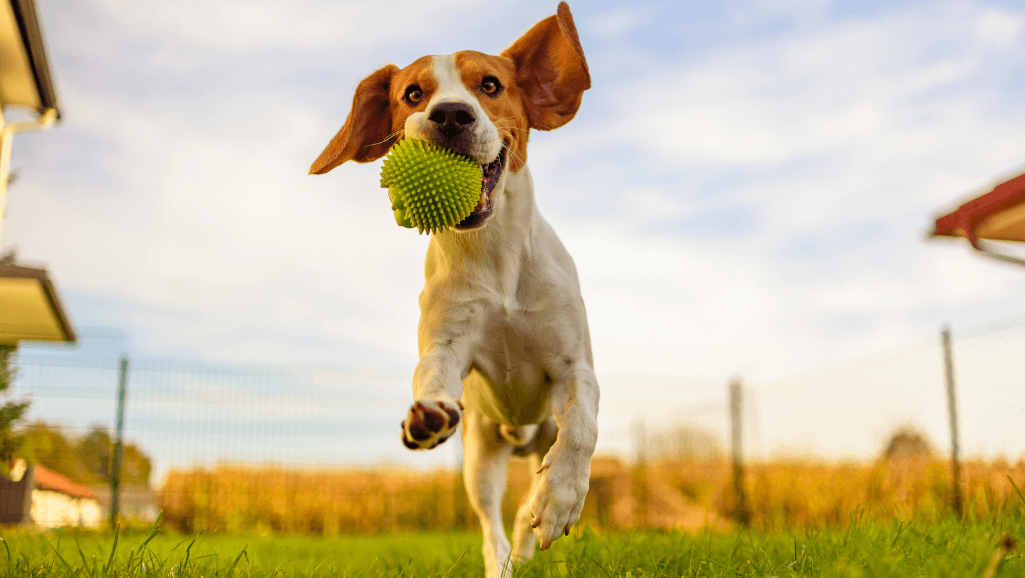 dog training with automatic ball thrower