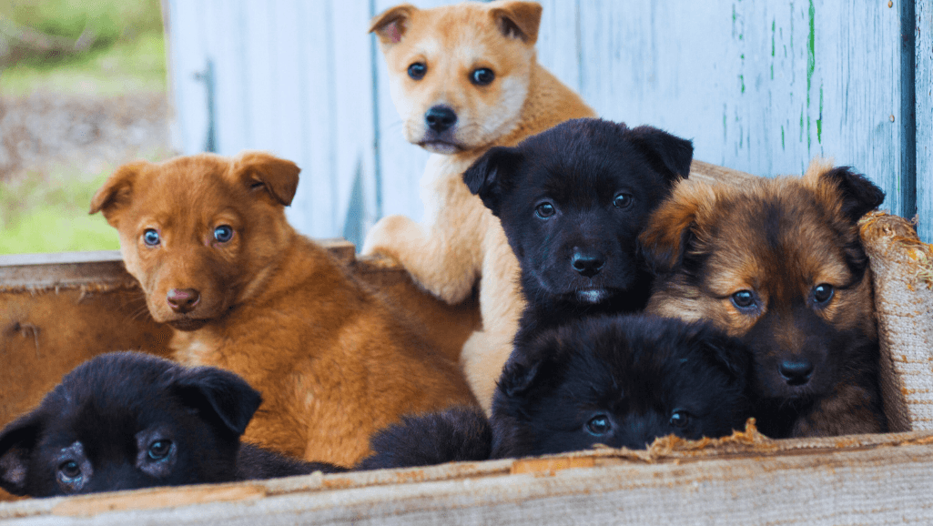 early puppy socialization techniques